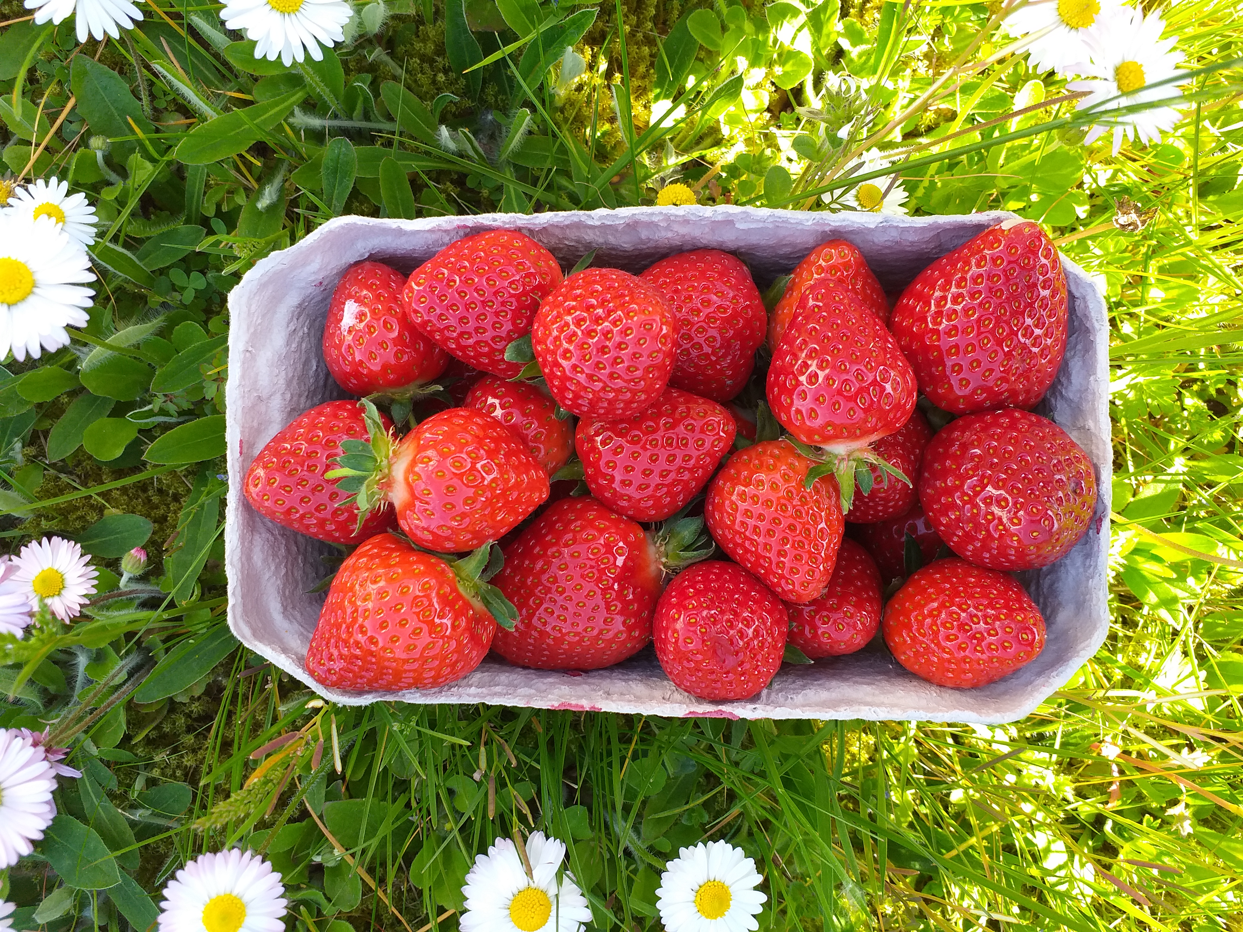 Regionale frische Erdbeeren 500g